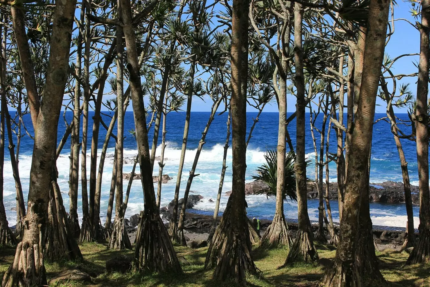 La forêt de vacoas du littoral du Baril, face à l’océan